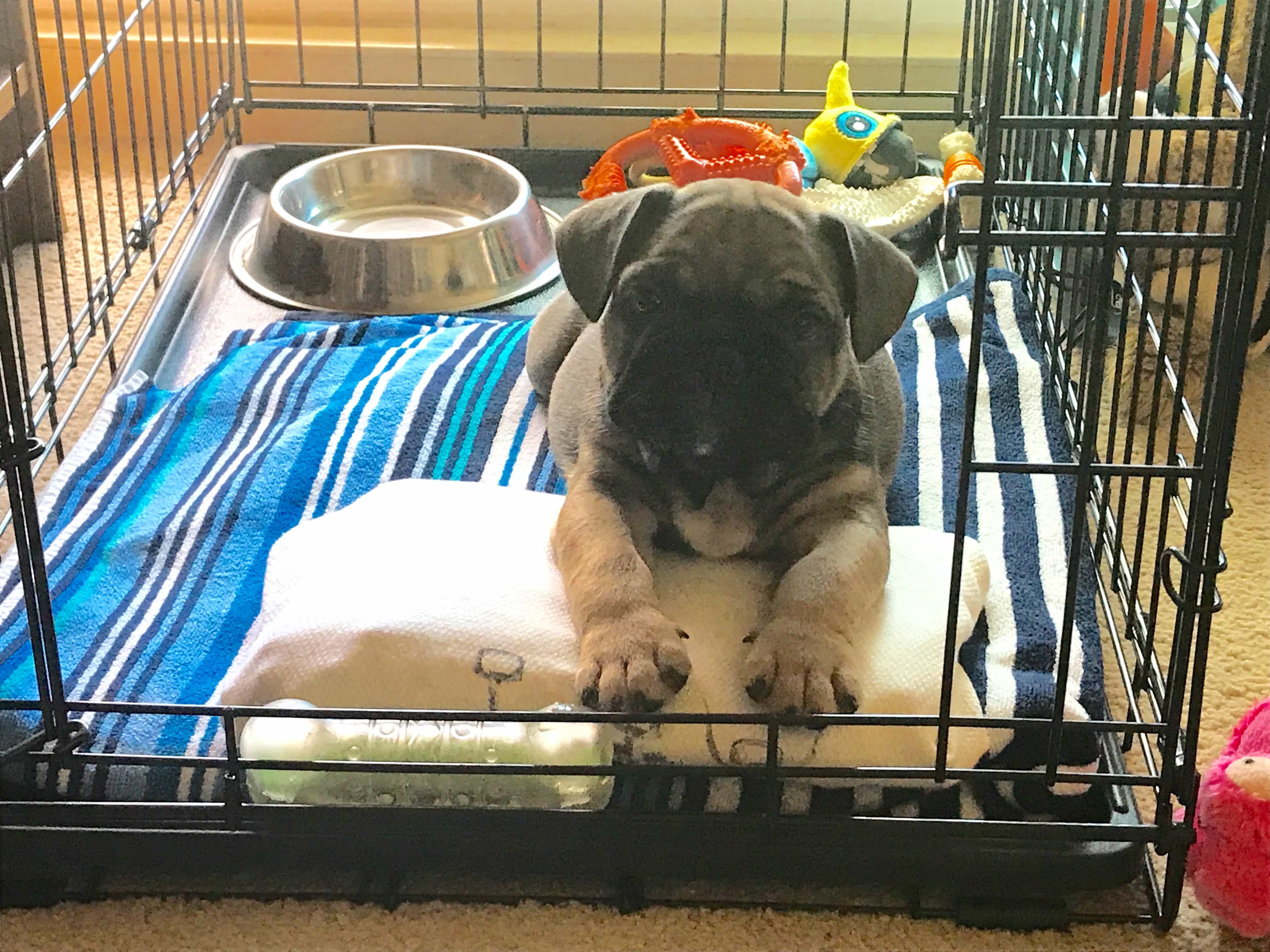 You are currently viewing Crate-Condo Training Continues…